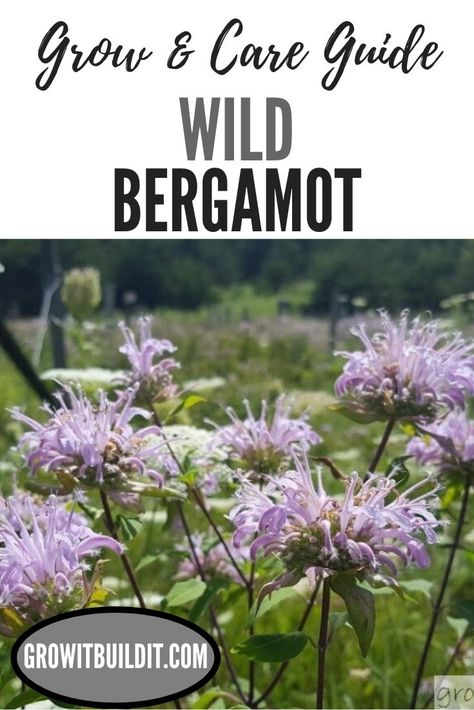 Wild Bergamot is a wildflower that is commonly seen growing wild in ditches, pastures, meadows and prairies.  Native to Eastern North America, Wild Bergamot can add mid-summer color to your yard and attract much wildlife.  Loving full sun and growing to around 4′ tall (1.3 m), Wild Bergamot (also known as Pink Bee Balm) is a pollinator magnet.   Another benefit of this plant is that it is a favorite of hummingbirds, hummingbird moths, and numerous bees and butterflies. Wild Bergamot Plants, Bergamot Plant, Medicinal Gardening, Bee Balm Plant, Wild Bergamot, Herbal Tea Garden, Medicinal Herbs Garden, Herb Garden In Kitchen, Herbs Garden