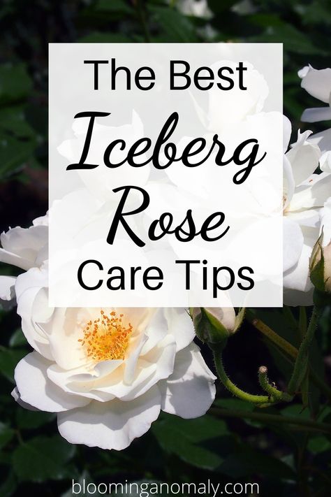 Iceberg Roses, Rose Bush Care, Fall Patio Decor, Container Roses, Rose Plant Care, Fall Patio, Floribunda Roses, Bloom Flowers, Urban Gardens