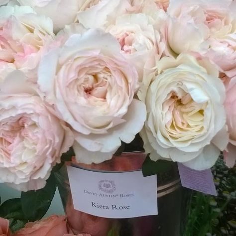 Kiera Rose, David Austin Juliet Rose Bouquet, Alice Paul, Mary Rose David Austin, Pink David Austin Roses, David Austin Patience Rose, David Austin Roses Lady Of Shalott, David Austin, David Austin Roses