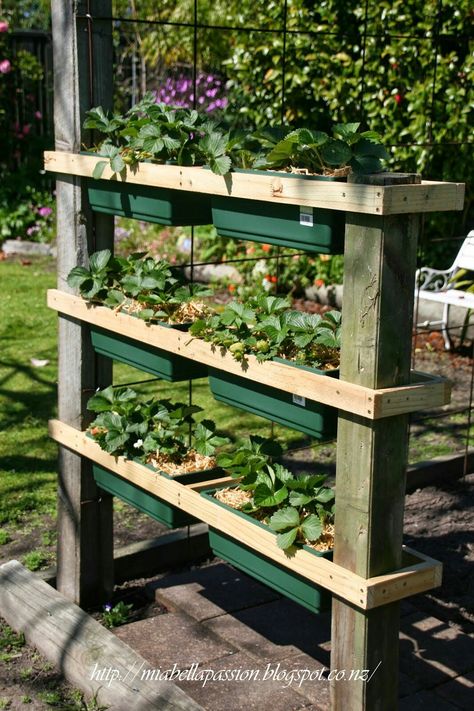 Strawberry Planters, Vertical Herb Garden, Strawberry Garden, Herb Planters, Strawberry Plants, Veg Garden, Indoor Gardens, Vegetable Garden Design, Veggie Garden