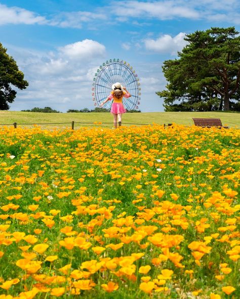 Flowers are my choice of uppers. #hitachiseasidepark #borntotravel #ibaraki #flowers #flowerfields #yellow #golden #bestplacestogo #japan #ibarakiprefecture #ibarakiprefecture #sheisnotlost #flowerpark #uppers #visitjapanphilippines #travelgirl #pinay #pinayblogger Hitachi Seaside Park, Ibaraki, Visit Japan, Girls Trip, Philippines, Places To Go, Japan, Yellow, Flowers