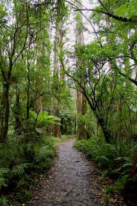 Winter Airbnb, Rainforest Australia, Aus Travel, Vision Board House, Stream Aesthetic, Vision Board Design, Dandenong Ranges, Landscape Photography Ideas, Mia Vibes