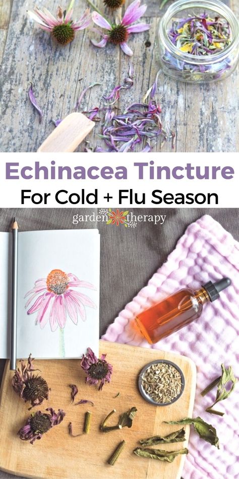 Echinacea Tea, Herbal Medicine Recipes, Herbal Remedies Recipes, Medicinal Herbs Garden, Garden Therapy, Herbal Salves, Herbal Tinctures, Herbal Recipes, Herbal Apothecary