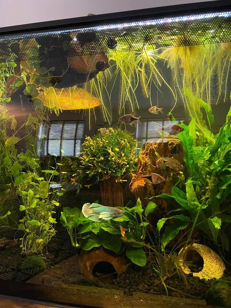 Bio Fish Tank, Frog Tank Aesthetic, Bioactive Fish Tank, Community Fish Tank Ideas, Cottagecore Fish Tank, Ecosystem Fish Tank, Big Fish Tank Ideas, Studio Ghibli Fish Tank, Ranchu Fish Tank