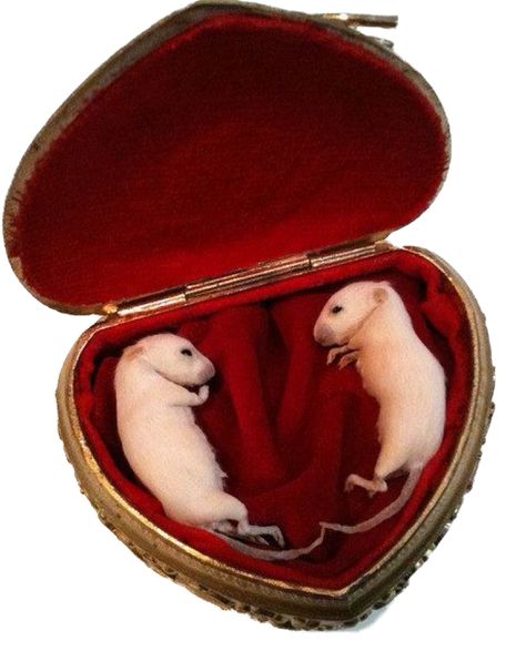 Rat Aesthetics Dark, Taxidermy Decor, Deep Red Velvet, Wet Specimen, Taxidermy Art, Vulture Culture, Soft Bed, Two Sweet, Faux Taxidermy