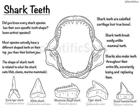 Here is our JAWesome coloring page all about shark teeth! This page features facts about shark teeth for kids (estimated ages 7-11), a jaw to color in, and 5 teeth from different shark species to color in! This coloring page can provide a fun, interactive way for your kids to learn about sharks and help keep them busy, or create a relaxing activity for adults who like to color (So what if shark teeth are naturally white, don't let that stifle your creativity Shark Sketchbook Page, Shark Tooth Drawing, Teeth Coloring Page, Tooth Doodle, Tooth Drawing, Shark Teeth Crafts, Oceanography Marine Biology, Shark Activities, Shark Species