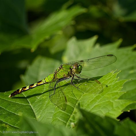 Eastern Pondhawk, Damselflies, Warming Up, Ann Arbor, Dragonflies, Arbor, National Geographic, World Map, Around The Worlds