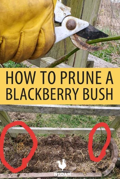 Pruning blackberry bushes is less about the technique and knowing which ones to prune and when. We tell you all about it. #gardening #blackberries #pruning Blackberry Bush Trellis Garden Ideas, Blackberry Bushes Trellis, Blackberry Pruning Tips, Prune Blackberry Bush, How To Prune Blackberry Bushes, Pruning Blackberry Bushes, Blackberry Bush Trellis, Blackberry Trellis Ideas, Pruning Blackberries