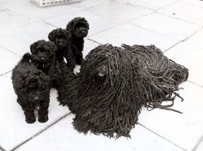 Hungarian Puli with puppies Cute Animal Pfp, Hungarian Puli, Weird Looking Animals, Aesthetic Puppy, Animal Pfp, Puli Dog, Westminster Dog Show, Dogs Black, Dog Aesthetic