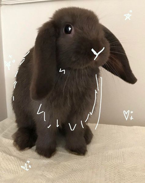 Rabbit, bunny, cute, animals, doodles, aesthetic, adorable, therian, therianthropy, animal, animals, animal lover Bunny Therian, Doodles Aesthetic, Therian Mask, Animal Lover, Cute Animals, Doodles, Mask, Animals