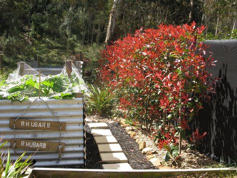 Red Robin Hedge, Photinia Red Robin, Elegant Fall Wreaths, Rustic Wood Lanterns, Cow Manure, Farmhouse Style Wreath, Privacy Hedge, Dug Out, Diy Entryway