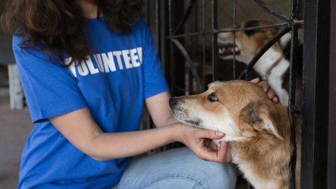 Thinking of Volunteering at an Animal Shelter? Here's What You Need To Know Volunteering With Animals, Volunteer Quotes, Animal Shelter Volunteer, Vision Board Pictures, Cat Drinking, Dog Allergies, Dog Safety, All About Animals, Work With Animals