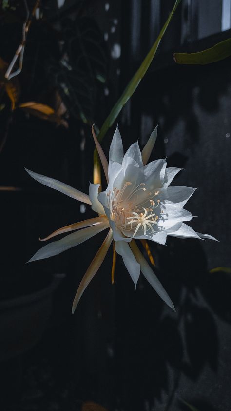 Queen Of The Night Flower, Queen Of Night, Queen Of The Night, Night Flowers, Moon Garden, Desert Plants, Moon Flower, Flower Wallpaper, Happy Places