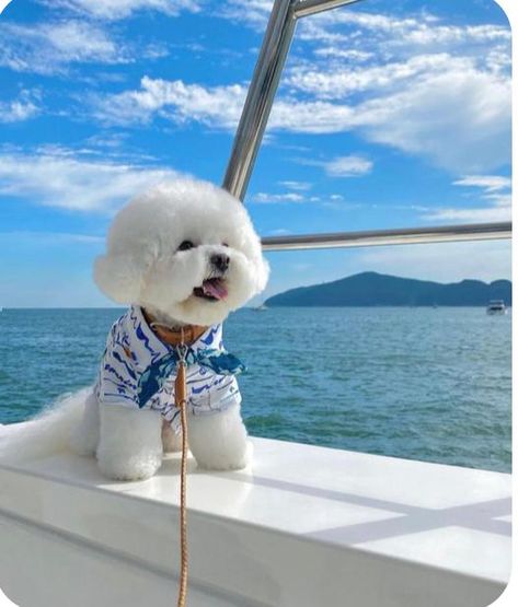 Poodle Puppy White, Puppy Fever, Bichon Dog, Dog Accesories, Teddy Bear Dog, Cute Horse Pictures, Bichon Frise Dogs, Super Cute Puppies, Fluffy Puppies