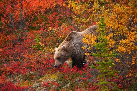 Sociolatte: Grizzly Bear surrounded by autumn colors Alaska Adventures, Denali National Park, Foto Art, Bear Art, Bear Wallpaper, Grizzly Bear, Fall Foliage, Brown Bear, Pet Birds