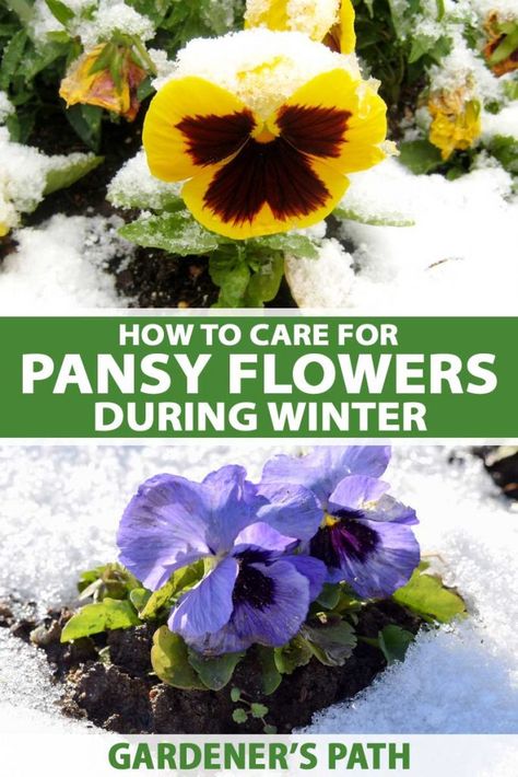 Winter Homesteading, Container Patio, Winter Flowers Garden, Backyard Hacks, Flowers In Winter, Winter Pansies, Fall Container Gardens, Gardening Planting, Winter Gardening