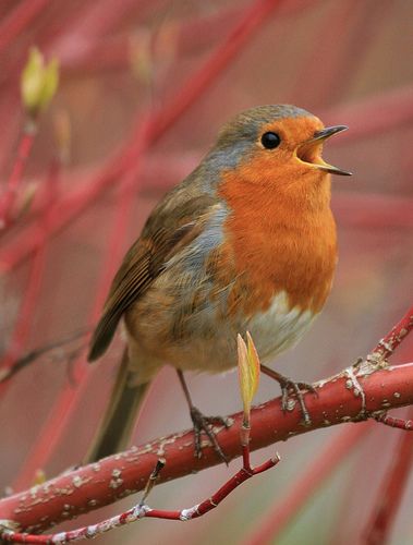 Robin English Robin, Fairytale Garden, European Robin, Flycatchers, Singing Bird, Happy Song, Red Robin, Robin Bird, Kinds Of Birds