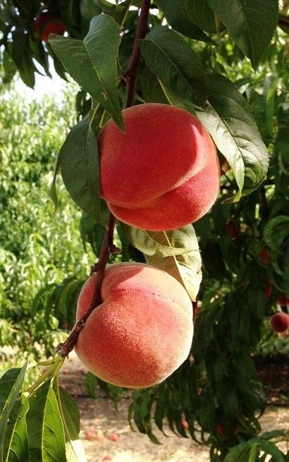 Benefits Of Peaches, Cobbler Peach, Peach Recipes, Growing Fruit Trees, Peach Crisp, Alcohol Packaging, Peach Aesthetic, Peach Fruit, Fruit Photography