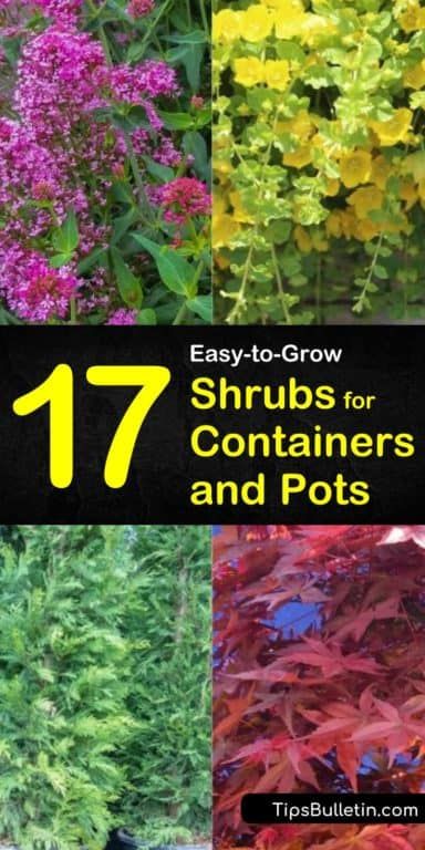 If you have small gardens you can expand your landscaping by using planters on your patio, deck, balcony, etc. Learn how easy it is to add and care for perennials in your favorite outdoor pots. #containergardening #container #shrubs Perennial Container Plants, Container Shrubs, Shrubs In Pots, Shrubs For Containers, Potted Shrubs, Landscaping Perennials, Garden Shrubs Evergreen, Small Garden Shrubs, Perennials Flowers