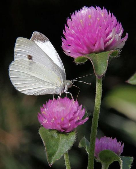 Cabbage White Butterfly, Cabbage Butterfly, Pink Clover, Clover Print, Beautiful Butterfly Photography, World Birds, Language Art, Potter Art, Beautiful Bugs