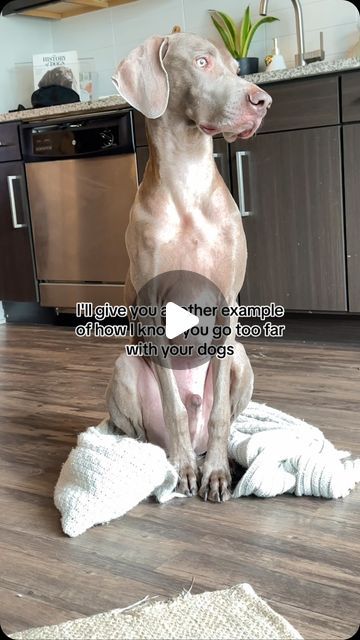 Easton on Instagram: "Too Far America 🇺🇸! #weimaraner #standupcomedy #funnydogs #doglovers" Weimaraner Funny, Weimaraner Dogs, January 25, Dog Pin, Weimaraner, Stand Up Comedy, Dog Gifs, Videos Funny, Animals And Pets