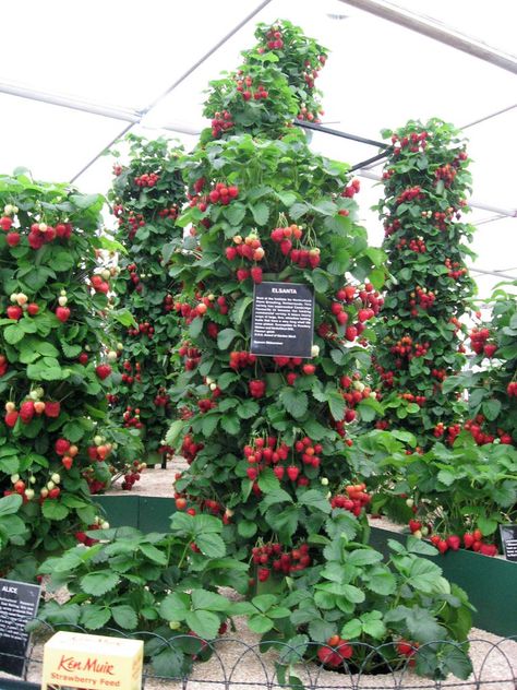 Strawberry towers | Carolyn | Flickr Strawberry Tower, Gardening Seeds, Strawberry Garden, Vegetable Garden Diy, Tower Garden, Veg Garden, Plant Seeds, Home Vegetable Garden, Strawberry Fruit