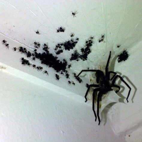 This single mother just wants to keep her family safe and warm. There won't be any other pesky bugs around for a while. Oh Hell No, Spiders Scary, The Ceiling, Horror Movies, Funny Animals, Insects, Funny Pictures, Funny Memes, Gif