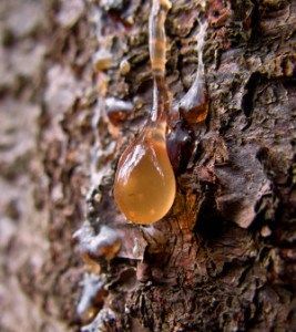 Pine Resin, Apocalypse Survival, Survival Techniques, Prepper Survival, Homestead Survival, Survival Life, Wilderness Survival, Survival Food, Survival Tools