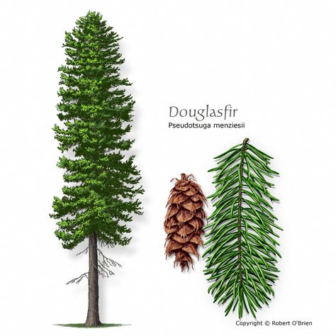 Types Of Pine Trees, Pseudotsuga Menziesii, Evergreen Tree Tattoo, Tattoo Tree, Tree Id, Tree Identification, Tiny Plants, Tree Service, Plant Identification