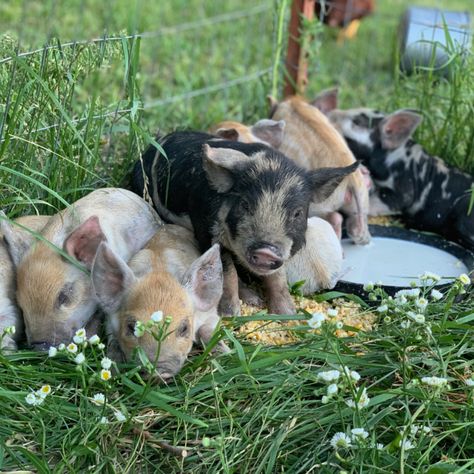 Idaho Pasture Pigs, Pasture Pigs, Pig Feeder, Pastured Pigs, Marbled Meat, 4h Projects, Wild Pig, Small Pigs, Dream Farm