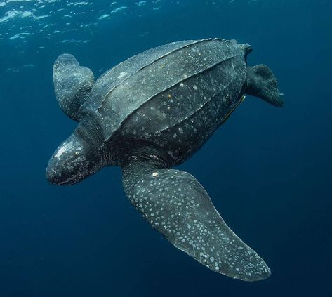 Leatherback Sea Turtle Photography, July Widget, Reef Animals, Sea Turtles Photography, Leatherback Sea Turtle, Animals Turtle, Sea Turtle Species, Marine Reptiles, Fish Photos