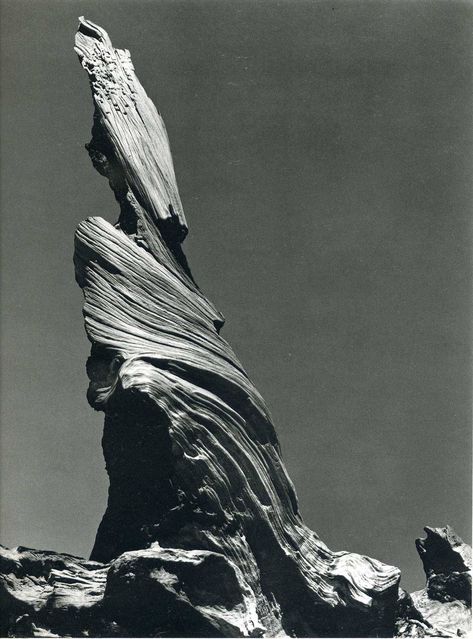 Edward Weston Driftwood Stump (Crescent Beach) 1937 Edward Weston, Creation Photo, Image Nature, Modern Photography, Ansel Adams, Cebu, White Photo, Black And White Photography, A Black