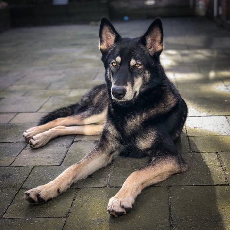 Wolfdog Black, Black Wolfdog, Tamaskan Dog, Dog Poses, Dog Black, Wolf Dog, Cute Dogs And Puppies, Dog Design, Dog Pictures