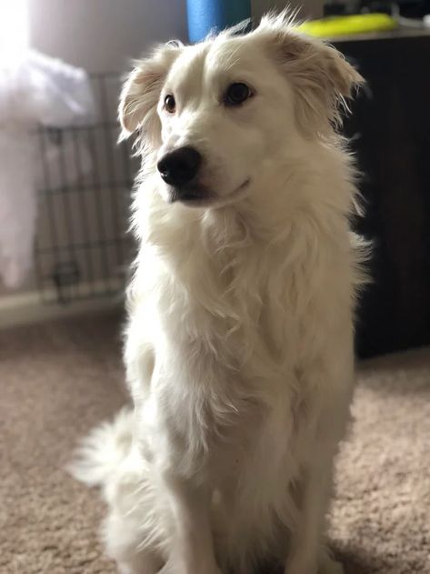 I did a doggy DNA test and found out my girl is a White Swiss Shepherd/Border Collie mix! : BorderCollie Cat Border, Australia Shepherd, Pomeranian Black, Golden Retriever Dachshund, Corgi Golden Retriever, Border Collie Aussie, German Shepherd Black, Cat Tuxedo, Cat Calico