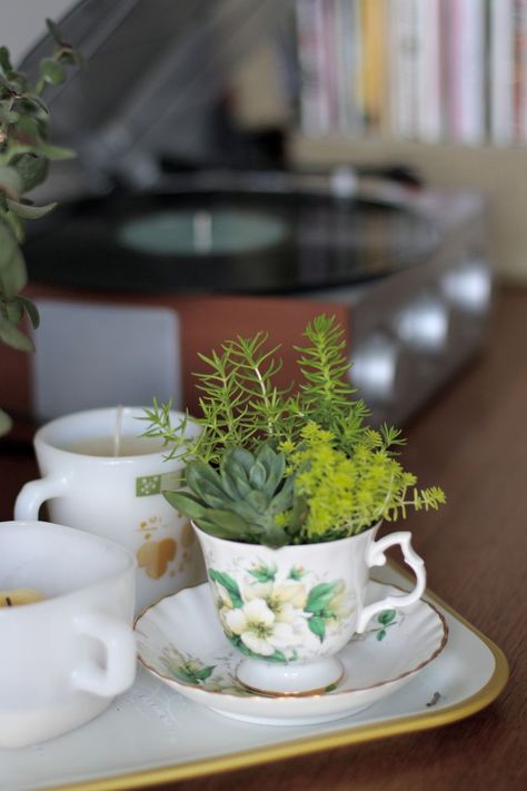 Teacup Plants, Mini Succulent Garden, Teacup Gardens, Succulent Ideas, A Beautiful Mess, Mini Succulents, Plants Succulents, Vintage Teacups, Decor Details