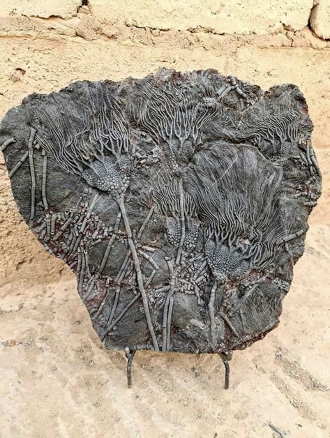 Sea lilies crinoid fossil plate, desert Morocco. Collection of Crimeteo Mbakri. Cool Fossils, Clay Fossils, Plant Fossils, Fossils In Rocks, Sea Fossils, Fossil Art, Crinoids Fossils, Crinoid Fossil, Cnidaria