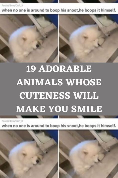 A cute and cuddly animal can have you smiling all day! Hello guys! Hope you guys are doing great and if any of you are not having a good day, we wish you find someone or Dog Snapchats, Tuesday Humor, Celebrity Facts, Cuddly Animals, Disney Memes, Find Someone, Bring Happiness, Adorable Animals, You Smile