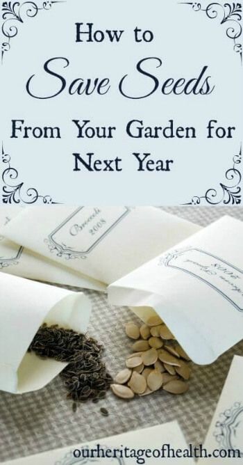 How To Save Seeds, Save Seeds, Survival Gardening, Garden Types, Garden Harvest, Seed Saving, Organic Gardening Tips, Olive Garden, Vegetable Gardening