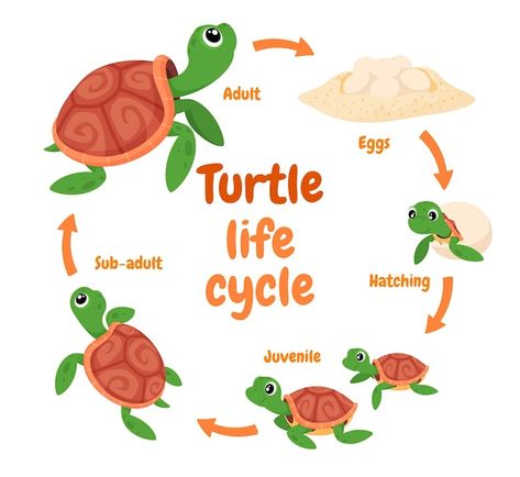 Illustration of a turtle life cycle repr... | Premium Vector #Freepik #vector #turtle #tortoise #sea-turtle #cartoon-turtle Animal Reproduction Activities, Turtle Art Kids, Life Cycle Of A Turtle, Reproduction In Animals, Sea Turtle Life Cycle, Turtle Life Cycle, Turtle Activities, Turtle Cartoon, World Turtle Day