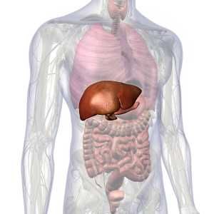 A diagram of the liver location in the human body. Where Is Your Liver Located, Liver Location, Learn Yoga Poses, Castor Oil Benefits, Human Liver, Underarm Odor, Castor Oil Packs, Chronic Constipation, Intestinal Health