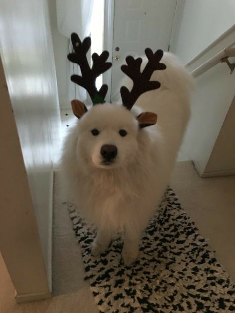 Christmas Dreaming, Samoyed Dogs, Christmas Feeling, Christmas Wonderland, Fluffy Animals, Christmas Mood, Christmas Aesthetic, Christmas Animals, Cozy Christmas