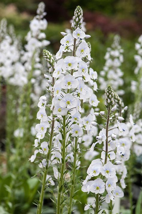 Veronica gentianoides 'Tissington White', mid May. Also called Gentian Speedwell. Art Creative Ideas, White Flowers Garden, White Flower Arrangements, Herbaceous Border, Cottage Garden Plants, White Plants, English Cottage Garden, Rock Garden Landscaping, Moon Garden