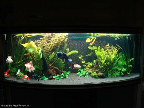 I bought some black sand and some aquarium wood, I also wanted to make a terras. Black Sand Aquarium Ideas, Black Sand Aquarium, Sand Aquarium, Aquascaping Ideas, Plant Aquarium, Goldfish Aquarium, Fancy Goldfish, Me And My Boyfriend, Fish Pond Gardens