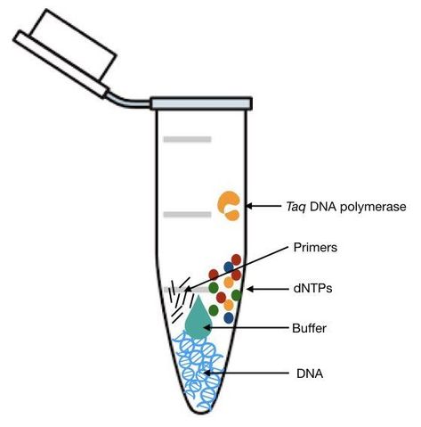 PCR RECIPE: dNTPS, PCR buffer, Primer, DNA and Taq pol Microbiology Study, Dna Polymerase, Biology Humor, Medical Laboratory Scientist, Study Biology, Biology Labs, Medical Laboratory Science, Biology Lessons, Teaching Biology