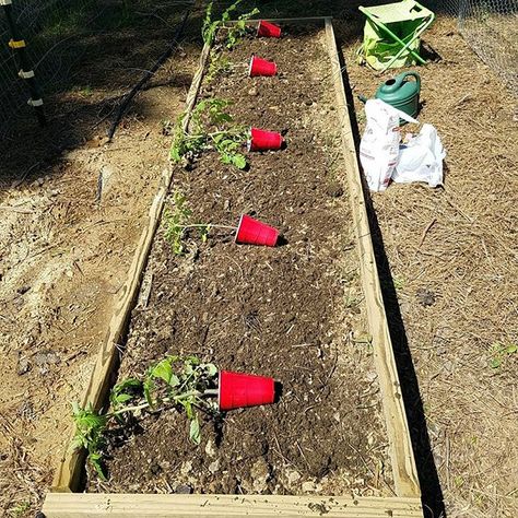 7 Common Mistakes in Raised Bed Gardening - The Beginner's Garden Raised Bed Gardening, Building Raised Garden Beds, Growing Tomatoes In Containers, Vegetable Garden Raised Beds, Building A Raised Garden, Small Backyard Gardens, Tomato Garden, Home Vegetable Garden, Creative Gardening