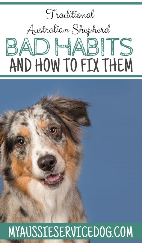 How To Train A Aussie Puppy, How To Train An Australian Shepherd, Mini Aussie Haircut, Aussie Training Tips, Red Merle Australian Shepherd Miniature, Australian Shepherd Puppy Training Tips, Training Australian Shepherd Puppy, Aussie Haircut Styles, Australian Shepherd Haircut Styles