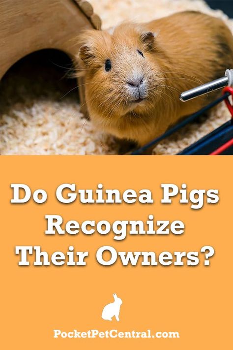 Do your guinea pig really recognize you? Find out in this post! Guinea Pig Information, Guinea Pig Run, Pig Facts, Guinea Pig Diy, Savannah Cats, Pig Care, Guinea Pig Food, Pigs Eating, Pig Toys