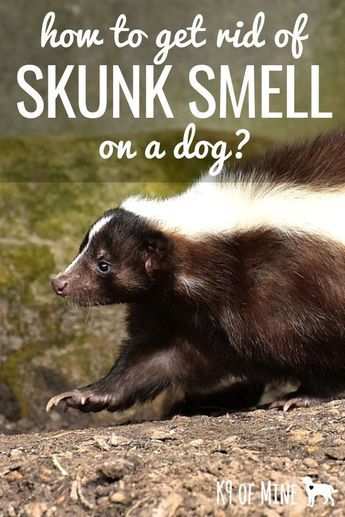 Has your pooch been chasing skunks? We'll show you how to get rid of skunk smell on a dog! #dogs #dogcare #dogskunk #smellydog Dog Skunk, Getting Rid Of Skunks, Skunk Spray, Skunk Smell, Dog Skin Care, Smelly Dog, Funny Cat Compilation, Dog Smells, Dog Tips