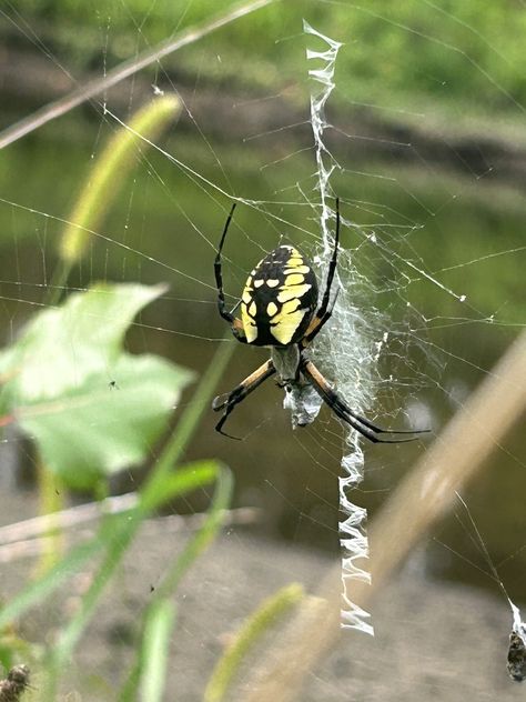 Yellow Garden Spider (Argiope aurantia) Yellow Garden Spider, Sarah Ross, Garden Spider, Yellow Garden, Arachnids, Spiders, Art Reference, Insects, Yellow