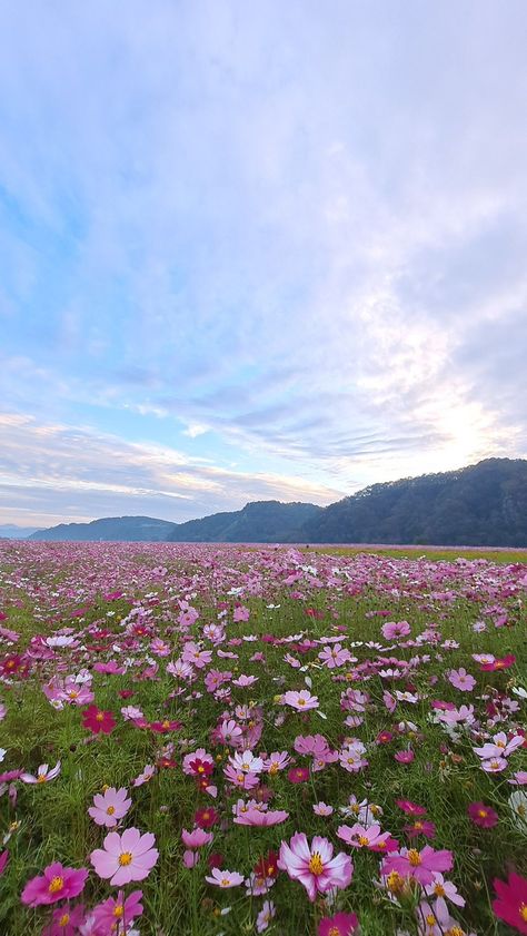 Flowers Photography Wallpaper, Pretty Landscapes, Flower Landscape, Nature View, Pretty Sky, Flower Phone Wallpaper, Iphone Background Wallpaper, Photography Wallpaper, Nature Aesthetic